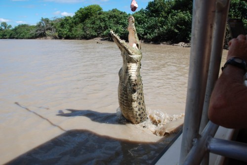 Australia has thousands of saltwater crocs across the top end and they can grow up to 5+ meters (16 feet) in length. This shot was taken on a tour I did on the Adelaide River when I was riding around Australia. This is Bubbles the crocodile (yes Bubbles!). Notice that he is missing his two front legs from fights with other crocs but it did not slow him down. These are wild crocs and getting up close you can see that they are the perfect killing machine.